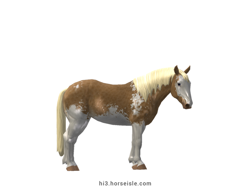 American Mustang Linebacked Golden Champagne Sabino Coat (normal view)